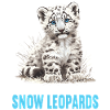Snow Leopard Schneeleoparden Schneeleopard