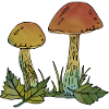 Fungi