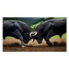 Herens Bulls Ranking Match