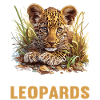 Léopard léopard