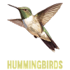 Hummingbird Kolibris Kolibri