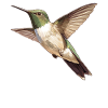 Hummingbird Kolibris Kolibri