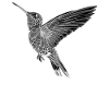 Hummingbird Kolibris Kolibri