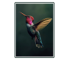 Hummingbird Kolibris Kolibri