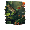 Hummingbird Kolibris Kolibri