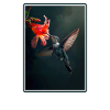 Hummingbird Kolibris Kolibri
