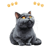 British Shorthair ORGOGLIOSO PROPRIETARIO DI UN BRITISH