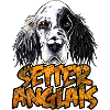 Setter Anglais CO