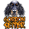 gordon setter