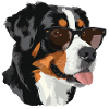Grosser Schweizer Sennenhund