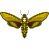 Death's Head Hawk Moth