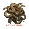 SNAKES, RECENT FEAST