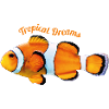 Clown Fish