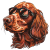Setter Irlandese, Setter Rosso Irlandese, Cane