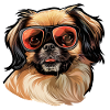 Pekingese, dog, sunglasses, summer, gift