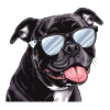 Staffordshire Bullterrier, Hund, Solglasögon