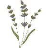 lavender