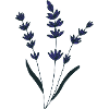 lavender