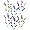 lavender