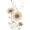 Sunflower 🌻