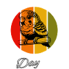 Sun parakeet
