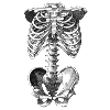 skeleton