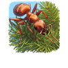 Fourmis fourmis