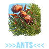 Fourmis fourmis