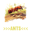 Fourmis fourmis