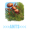 Ant ants ant