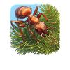 Fourmis fourmis