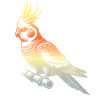 Calopsitte