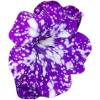 petunie 2