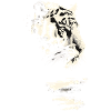 Tiger Wildcat Jungle