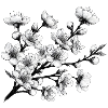 Fleur de cerisier