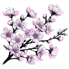Fleur de cerisier