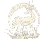 Antelope Antilopen Antilope