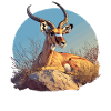 Antelope Antilopen Antilope