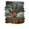 Antelope Antilopen Antilope