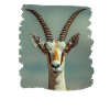 Antelope Antilopen Antilope