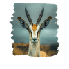 Antelope Antilopen Antilope