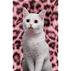 Petit chat
