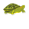 Red-eared Turtle Turtle