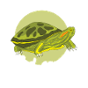 Red-eared Turtle Turtle