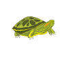 Red-eared Turtle Turtle
