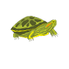 Red-eared Turtle Turtle