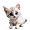 Kitten
