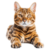 Toyger