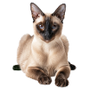 Tonkinese
