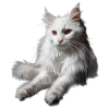 Turkish Angora